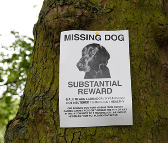 New Study: What Are the Chances of Finding a Lost Dog or Cat?